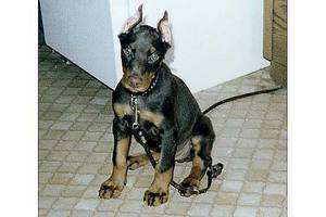 Schauren / Er sucht Sie / Dobermann89