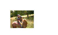 Liebistorf / Er sucht Sie / apaloosa