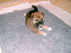 Obermerking / Sie sucht Ihn / bodo113